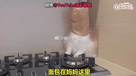 裡面好香~主子「紙袋套頭套上癮」 奴才靈機一動幫改造網笑:要搶罐罐嗎
