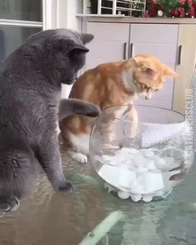 不要玩食物!橘喵伸手想撈魚魚 乖灰喵「連巴3下不給抓」:吼講不聽唉!