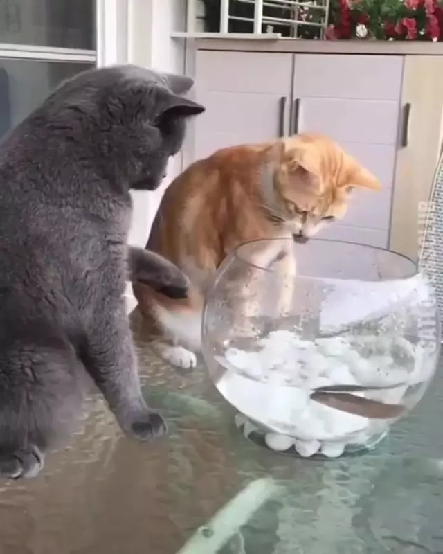 不要玩食物!橘喵伸手想撈魚魚 乖灰喵「連巴3下不給抓」:吼講不聽唉!