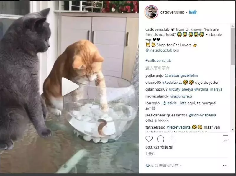 不要玩食物!橘喵伸手想撈魚魚 乖灰喵「連巴3下不給抓」:吼講不聽唉!