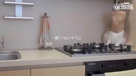 不要玩食物!橘喵伸手想撈魚魚 乖灰喵「連巴3下不給抓」:吼講不聽唉!