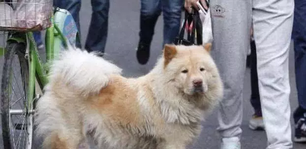 主人假裝和狗狗走丟,躲在暗處看到狗狗的反應,心頭一陣酸!
