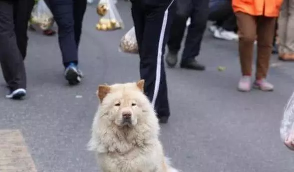 主人假裝和狗狗走丟,躲在暗處看到狗狗的反應,心頭一陣酸!