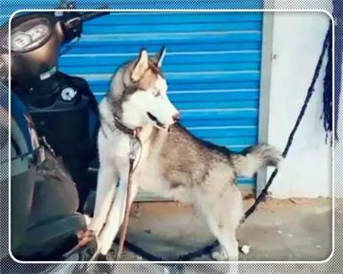 小賣部店門口總有車輛亂停亂放,店主一氣之下拉來神獸哈士奇!