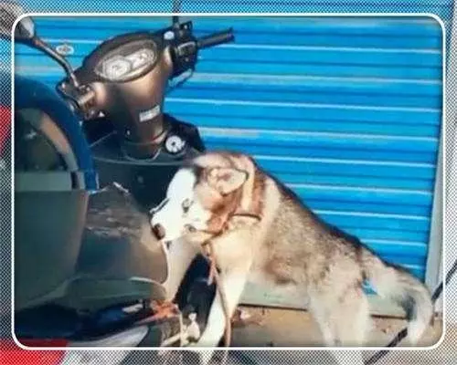 小賣部店門口總有車輛亂停亂放,店主一氣之下拉來神獸哈士奇!
