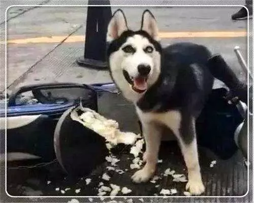 小賣部店門口總有車輛亂停亂放,店主一氣之下拉來神獸哈士奇!