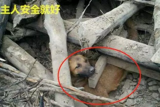 預感地震要來,小土狗提醒主人逃走,可自己卻被壓在廢墟下