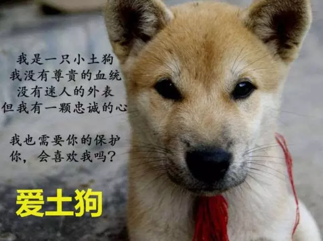 預感地震要來,小土狗提醒主人逃走,可自己卻被壓在廢墟下