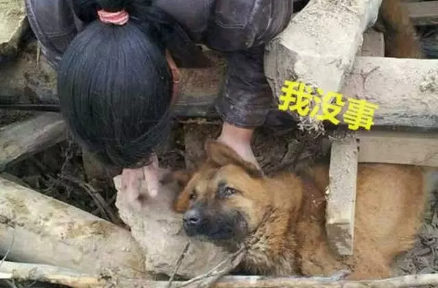預感地震要來,小土狗提醒主人逃走,可自己卻被壓在廢墟下