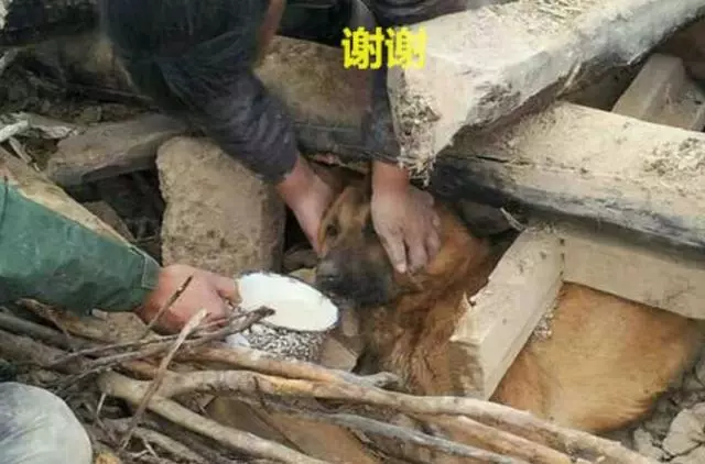 預感地震要來,小土狗提醒主人逃走,可自己卻被壓在廢墟下