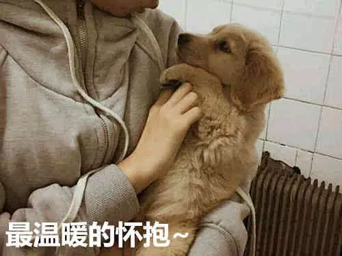 這隻金毛天生少條腿,免費送路人,網友:這樣的狗肉店都嫌