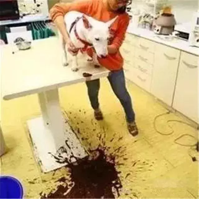 我朋友家的狗，還是因為吃錯東西腎衰竭死了……