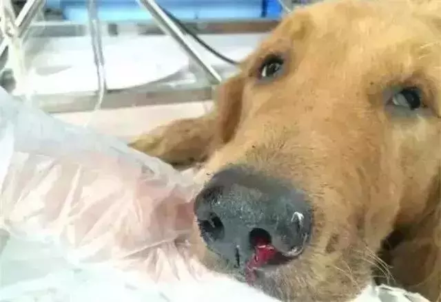 我朋友家的狗，還是因為吃錯東西腎衰竭死了……