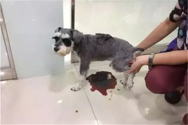我朋友家的狗，還是因為吃錯東西腎衰竭死了……