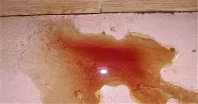 我朋友家的狗，還是因為吃錯東西腎衰竭死了……