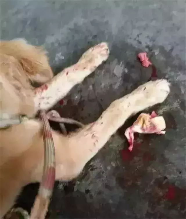 我朋友家的狗，還是因為吃錯東西腎衰竭死了……