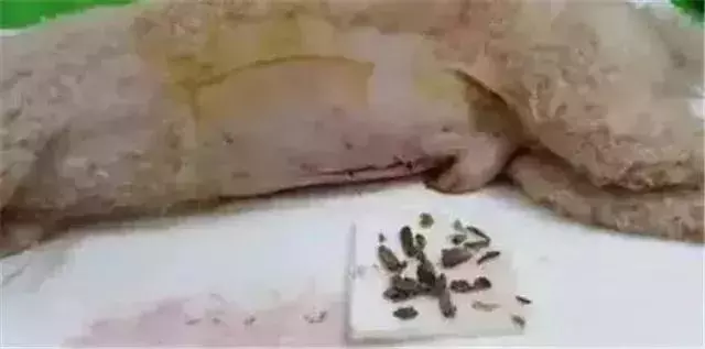 我朋友家的狗，還是因為吃錯東西腎衰竭死了……