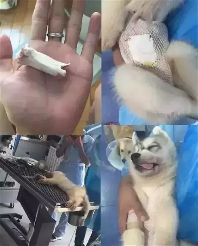 我朋友家的狗，還是因為吃錯東西腎衰竭死了……