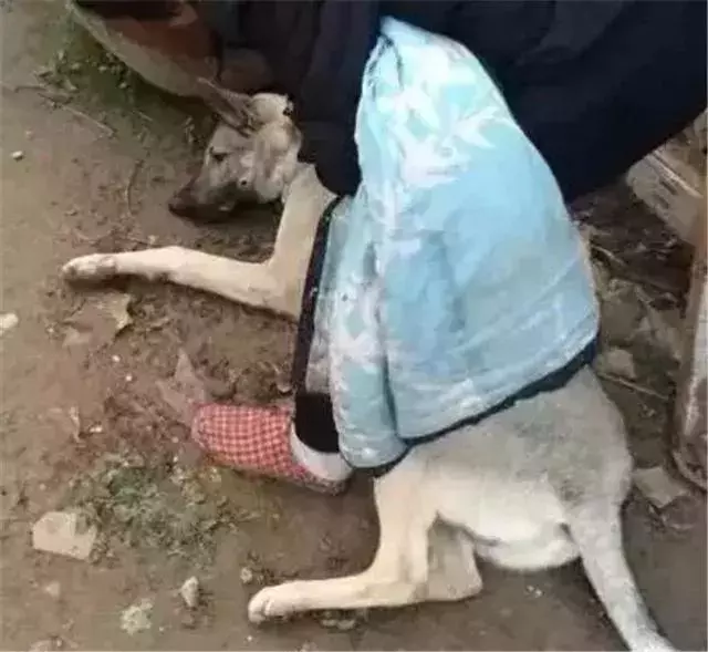 我朋友家的狗，還是因為吃錯東西腎衰竭死了……