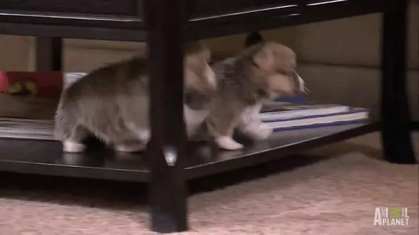 21 張《落漆無極限動物奇觀》!「超強笑果」讓網友們直呼:「笑到腸子都打結啦!」