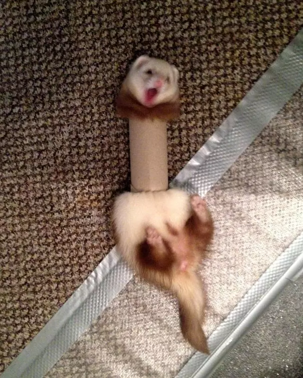 21 張《落漆無極限動物奇觀》!「超強笑果」讓網友們直呼:「笑到腸子都打結啦!」