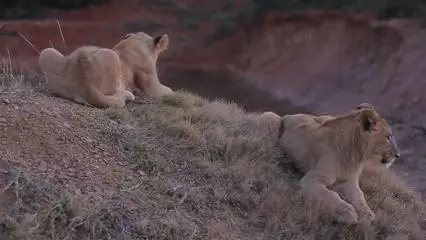 21 張《落漆無極限動物奇觀》!「超強笑果」讓網友們直呼:「笑到腸子都打結啦!」