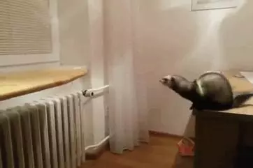 21 張《落漆無極限動物奇觀》!「超強笑果」讓網友們直呼:「笑到腸子都打結啦!」