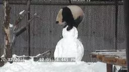 21 張《落漆無極限動物奇觀》!「超強笑果」讓網友們直呼:「笑到腸子都打結啦!」