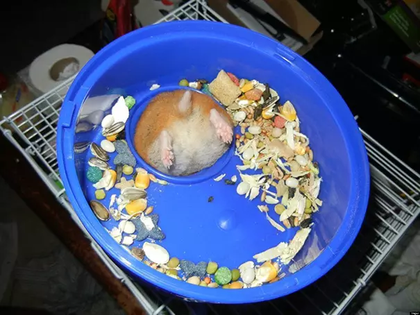 21 張《落漆無極限動物奇觀》!「超強笑果」讓網友們直呼:「笑到腸子都打結啦!」