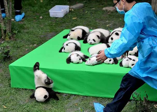 21 張《落漆無極限動物奇觀》!「超強笑果」讓網友們直呼:「笑到腸子都打結啦!」