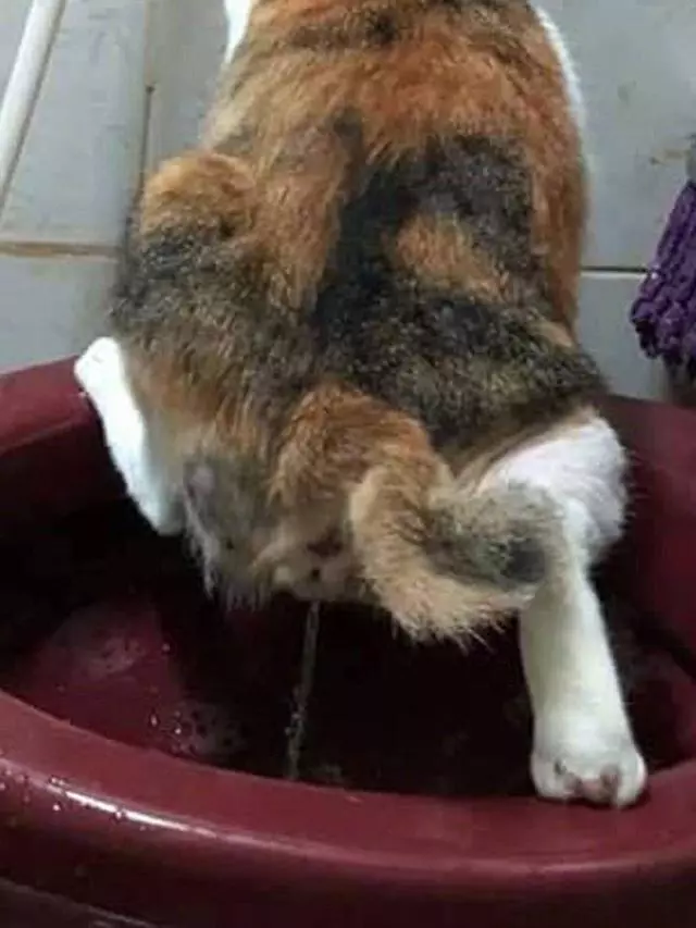把貓咪放母親家卻亂拉尿,母親想到妙招,貓:我這馬步扎的穩嗎?