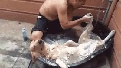 測試一下,看看你的狗子是不是真的在意你!
