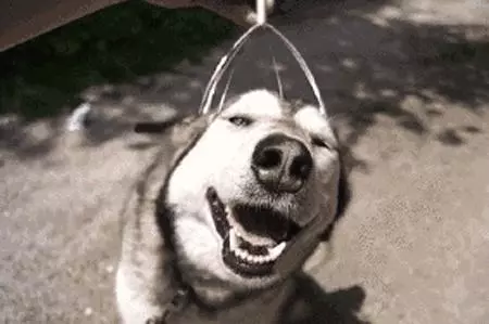 測試一下,看看你的狗子是不是真的在意你!