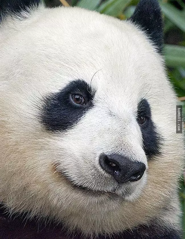 這27隻動物都擁有特別的技能,那就是它們懂得在鏡頭前擺出最有自信的一面。