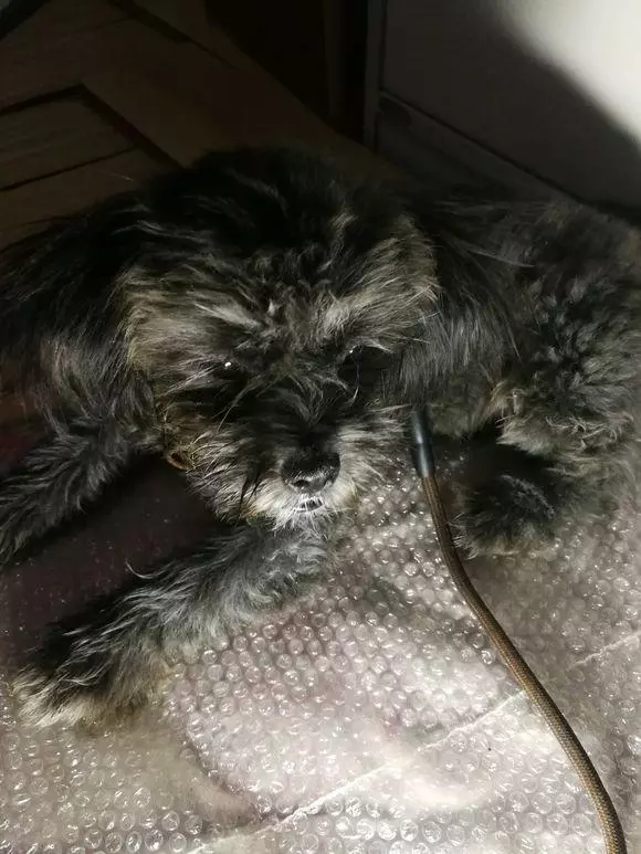 跑丟的流浪狗眼巴巴地望著她吃東西,女孩被盯的都不好意思了