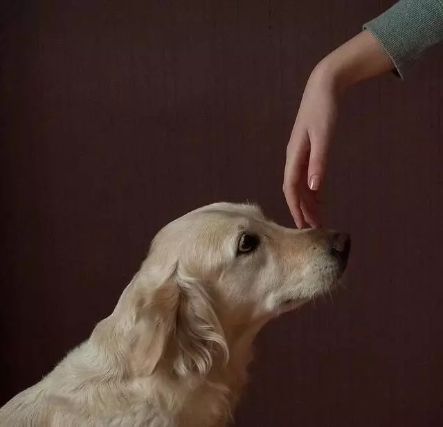 你家寵物狗狗咬你嗎?