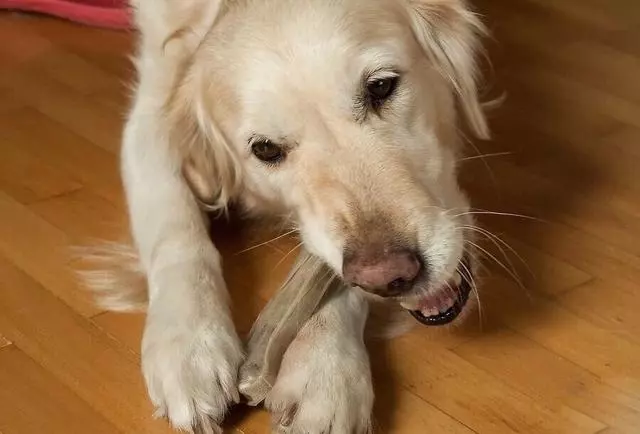 你家寵物狗狗咬你嗎?
