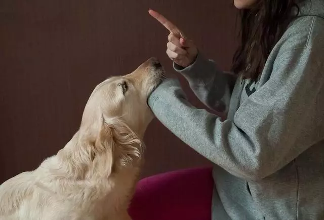 你家寵物狗狗咬你嗎?