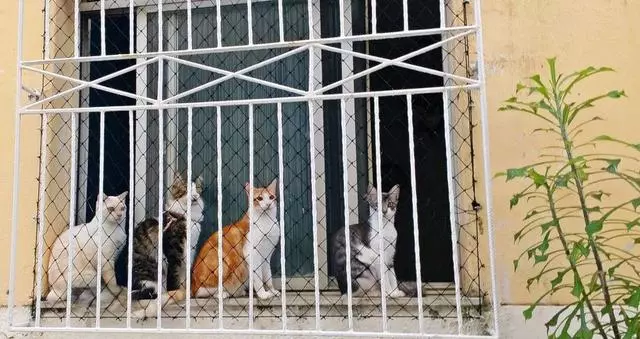 貓總是看著窗外發獃,到底在想啥?
