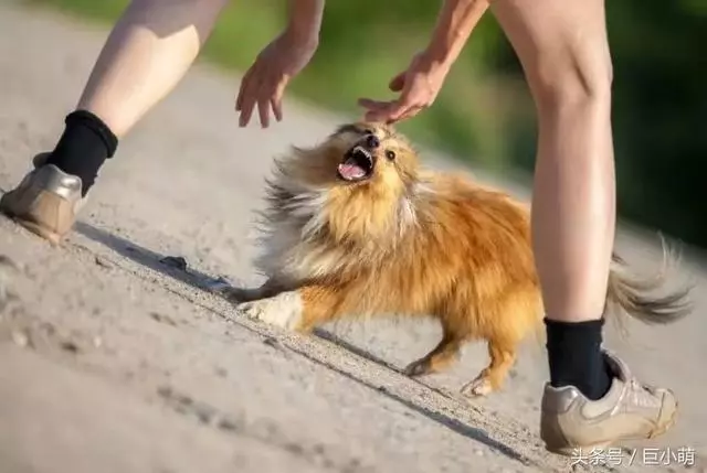 狗狗特別護主?我想你誤會了