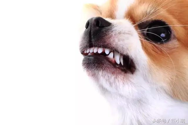 狗狗特別護主?我想你誤會了