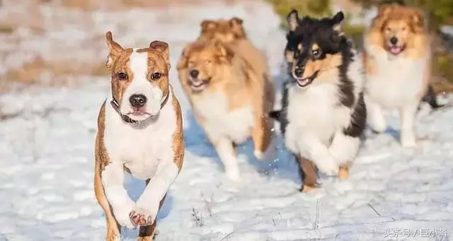 狗狗特別護主?我想你誤會了