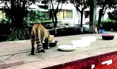 「要餵流浪貓就帶回家餵,反正你家也不差這一隻!」