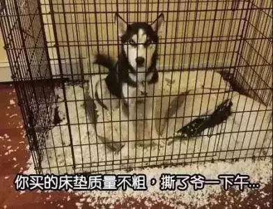盤點最「燒錢」的6大狗狗,最厲害的居然不是二哈!