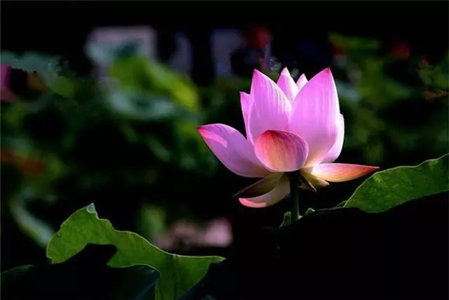 適合寫給自己的人生感悟,超經典,心浮氣躁時多看看-