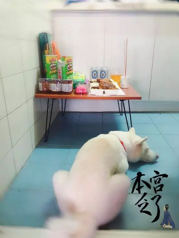 地基主我麻吉!白柴「幫顧便當」一守就7年 「1炷香燒完秒睡」媽笑:出逃很多 -