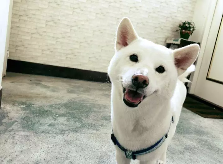 地基主我麻吉!白柴「幫顧便當」一守就7年 「1炷香燒完秒睡」媽笑:出逃很多 -