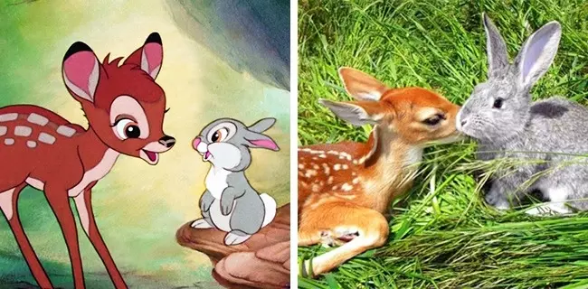 14隻「完全和經典卡通裡的角色一模一樣」的萌動物!