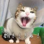 女孩逛寵物店,本想養只狗,卻「被迫」買了這隻貓