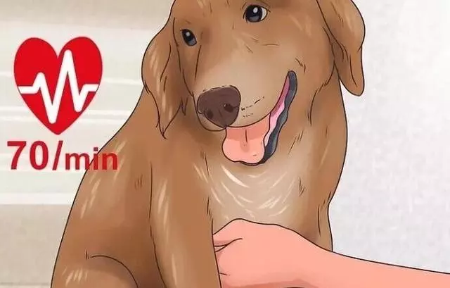 狗狗中毒的常見症狀幾催吐方法
